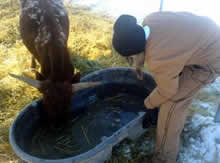 A Turnabout student helps a baby cow get some water