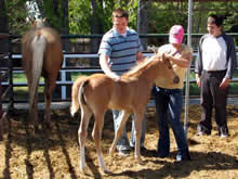 As part of Equine therapy, students help to gentle and imprint baby horses