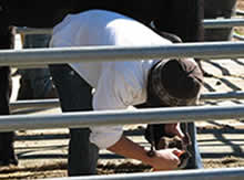 As part of Equine therapy, students clean out a horses hooves.