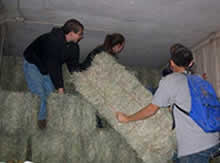 Turnabout students stack hay for the horses
